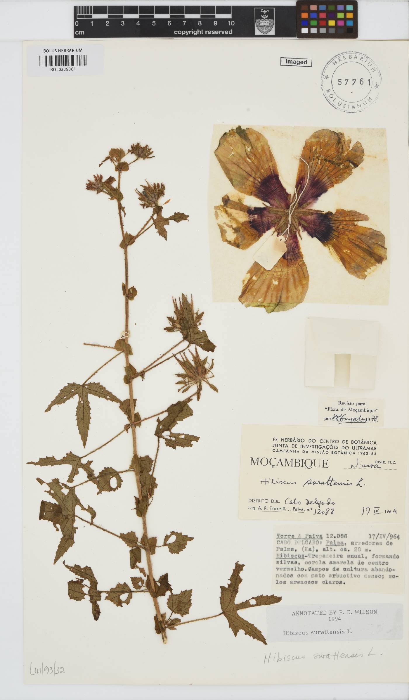 Hibiscus surattensis image
