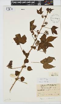 Hibiscus surattensis image