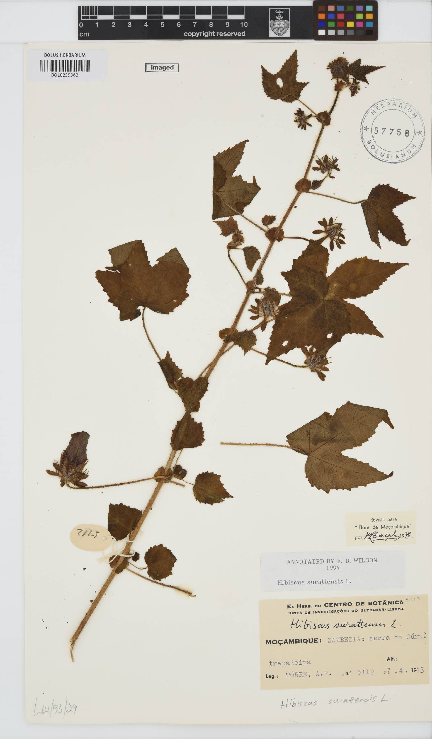 Hibiscus surattensis image