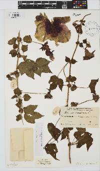 Hibiscus surattensis image