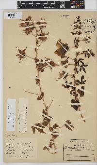 Hibiscus surattensis image