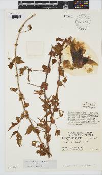 Hibiscus surattensis image