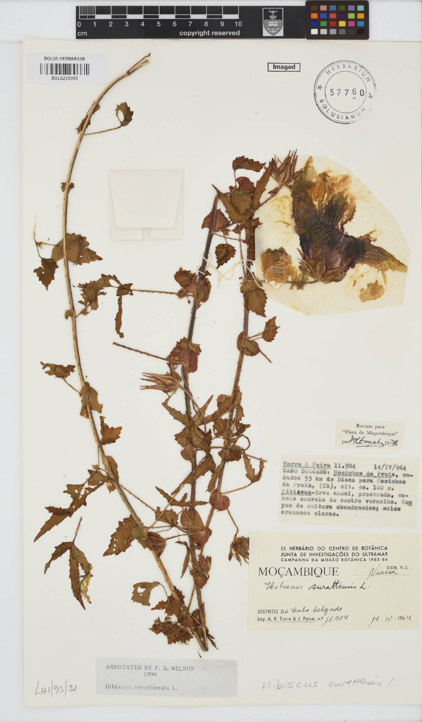 Hibiscus surattensis image