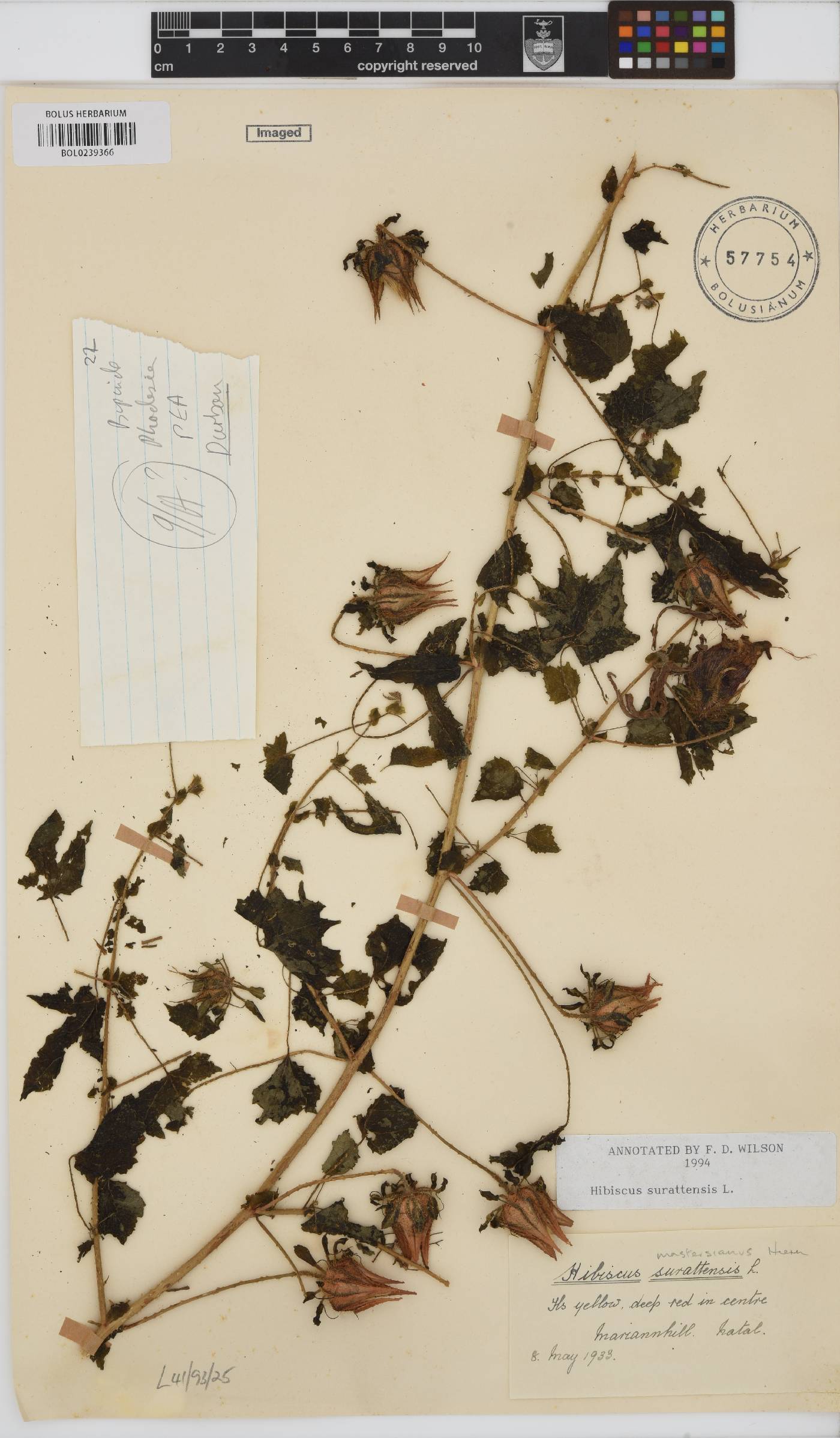 Hibiscus surattensis image