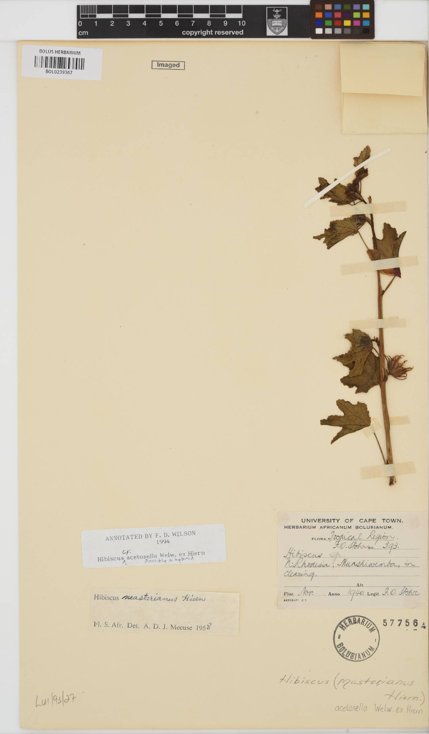Hibiscus mastersianus image