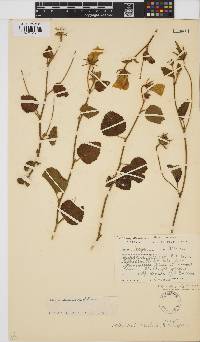 Hibiscus aridus image