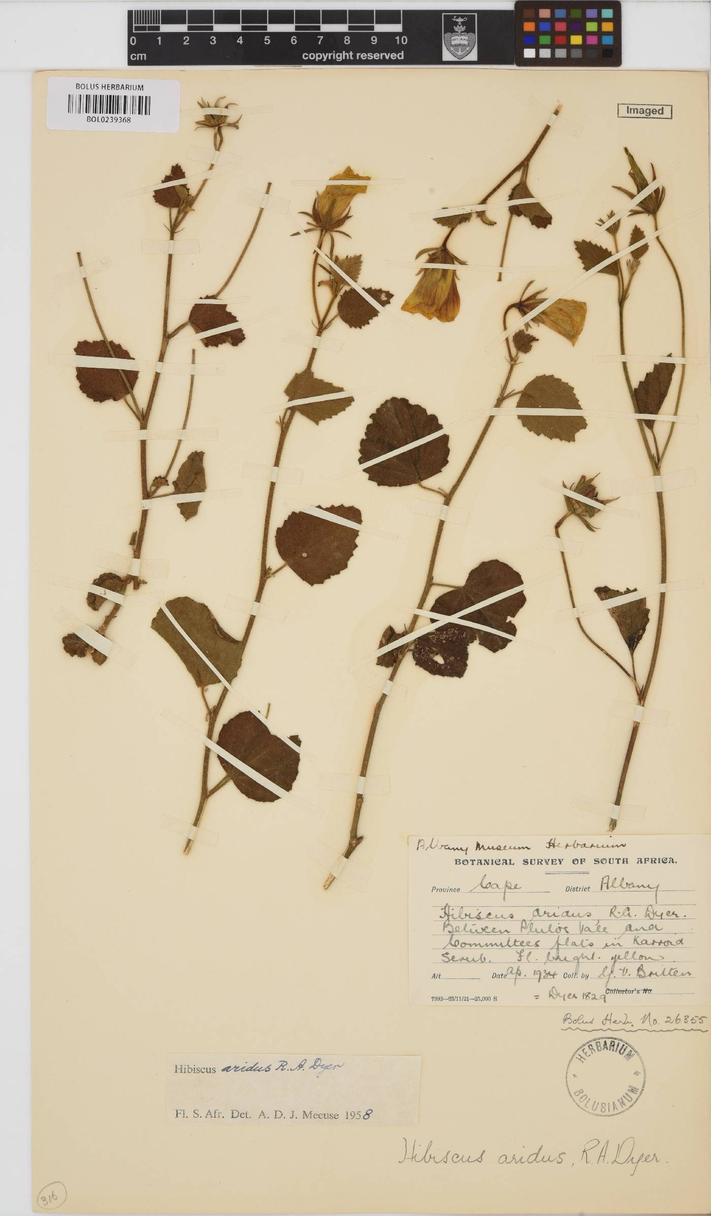 Hibiscus aridus image