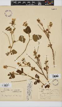 Hibiscus aridus image