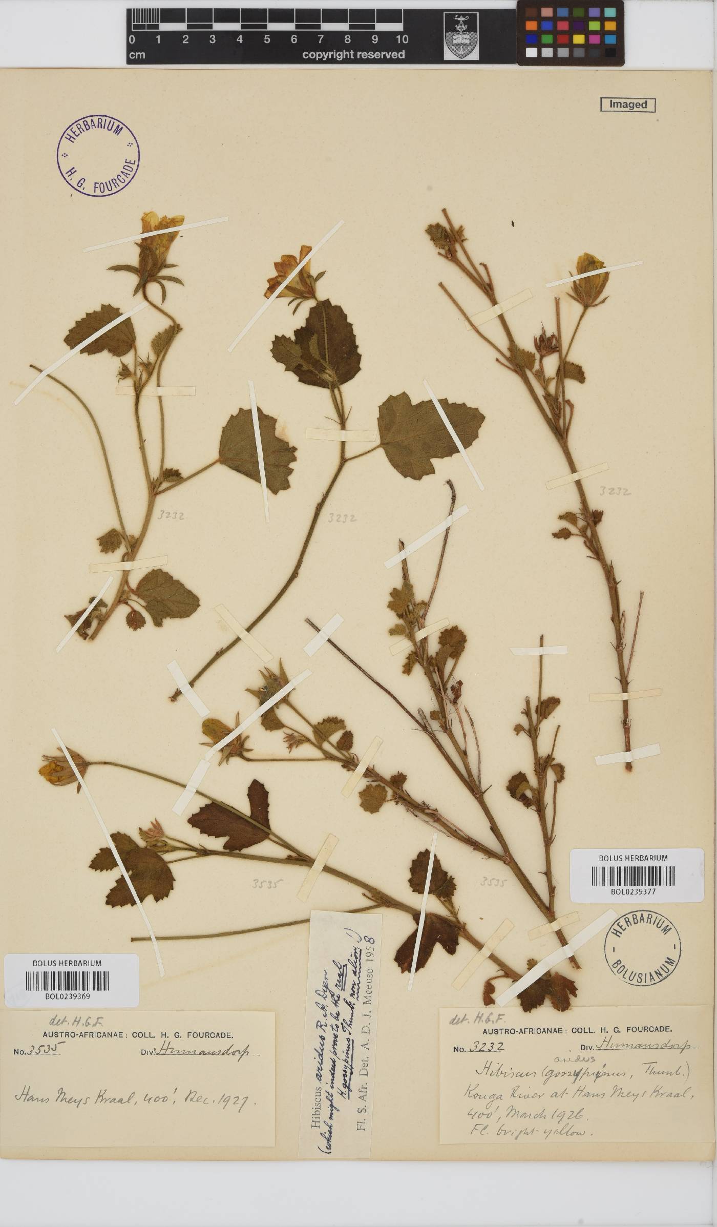 Hibiscus aridus image
