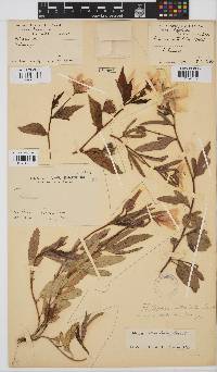 Hibiscus articulatus image