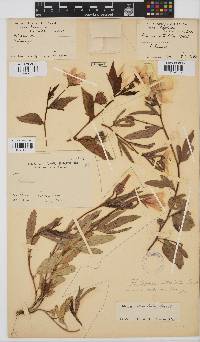 Hibiscus articulatus image