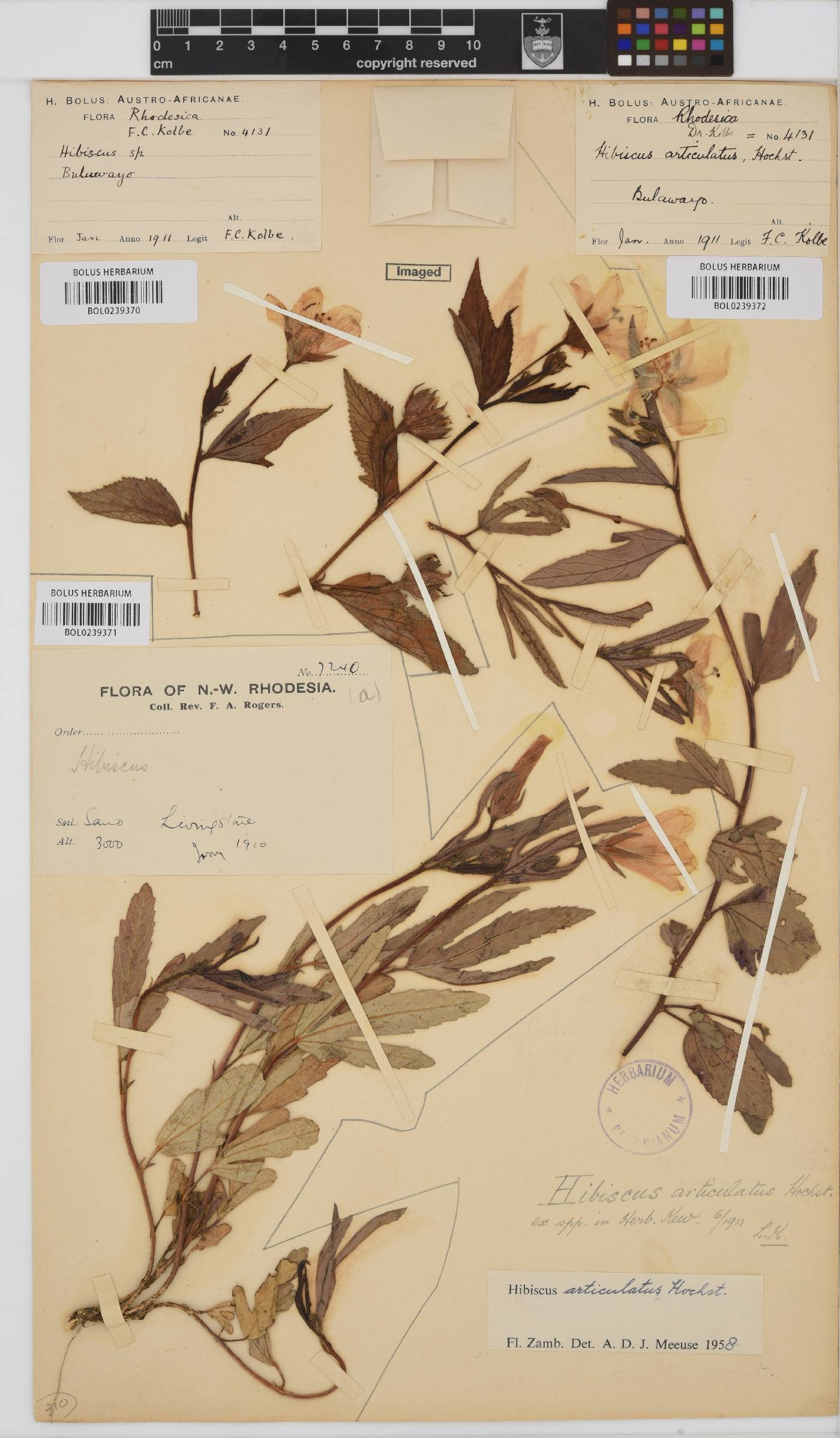 Hibiscus articulatus image