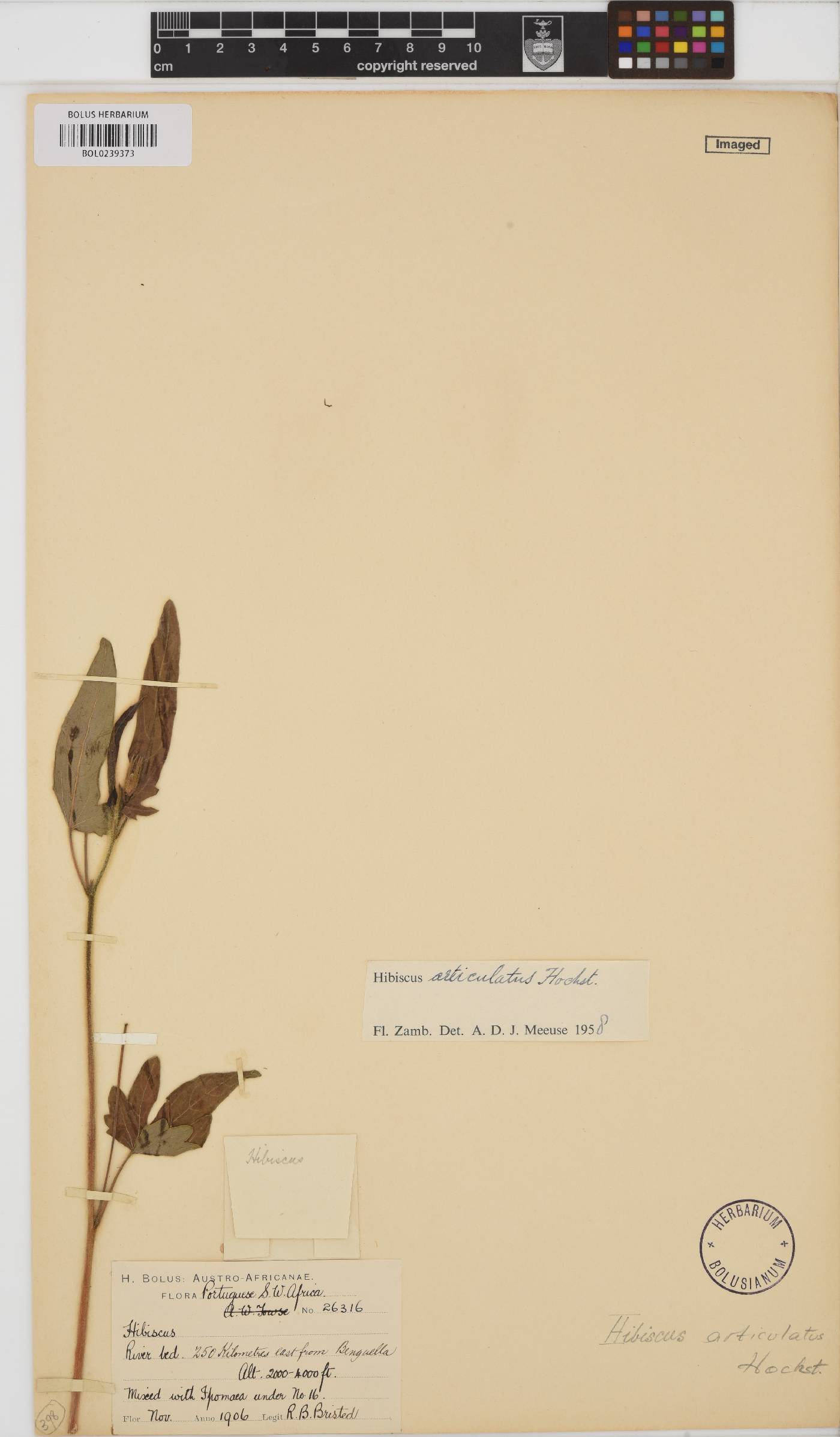 Hibiscus articulatus image