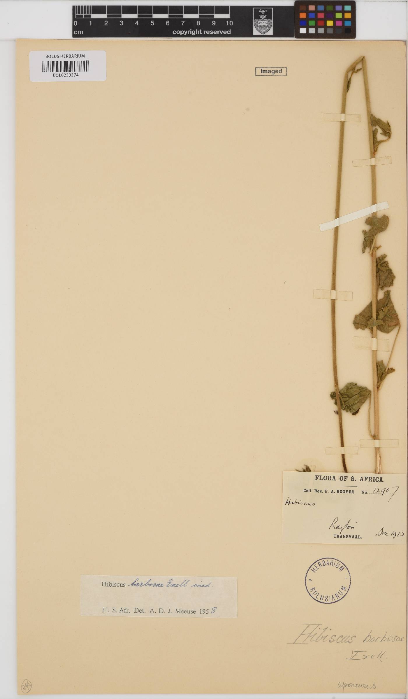 Hibiscus barbosae image