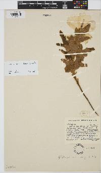 Hibiscus burtt-davyi image