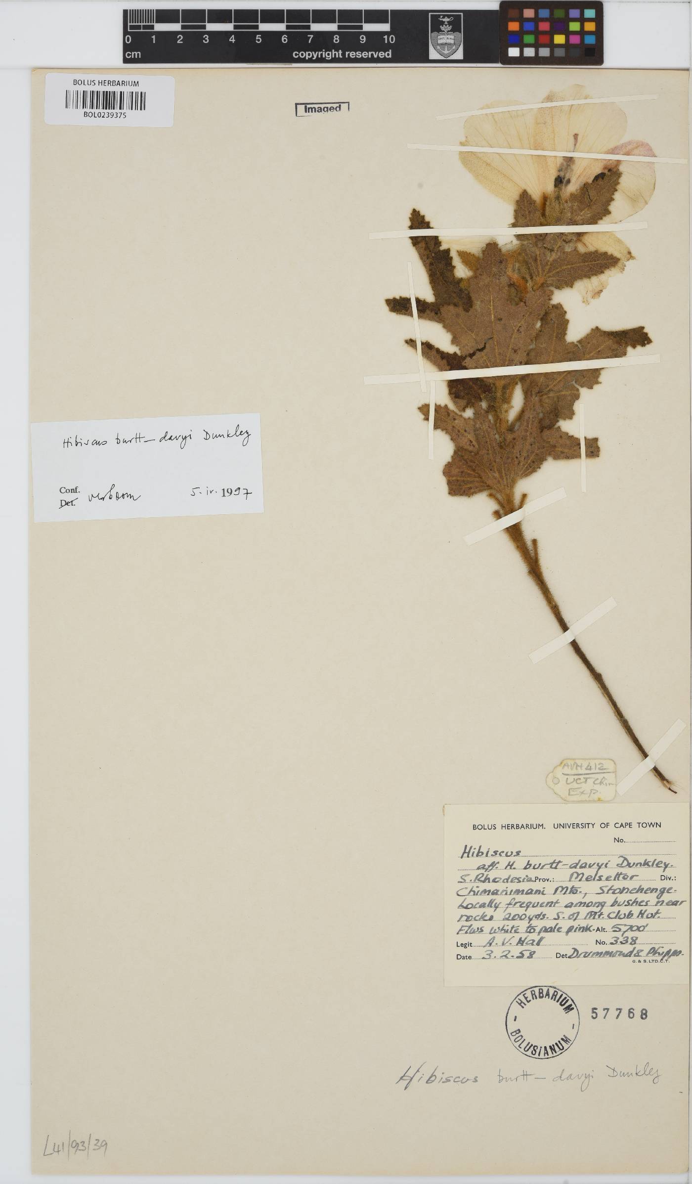 Hibiscus burtt-davyi image