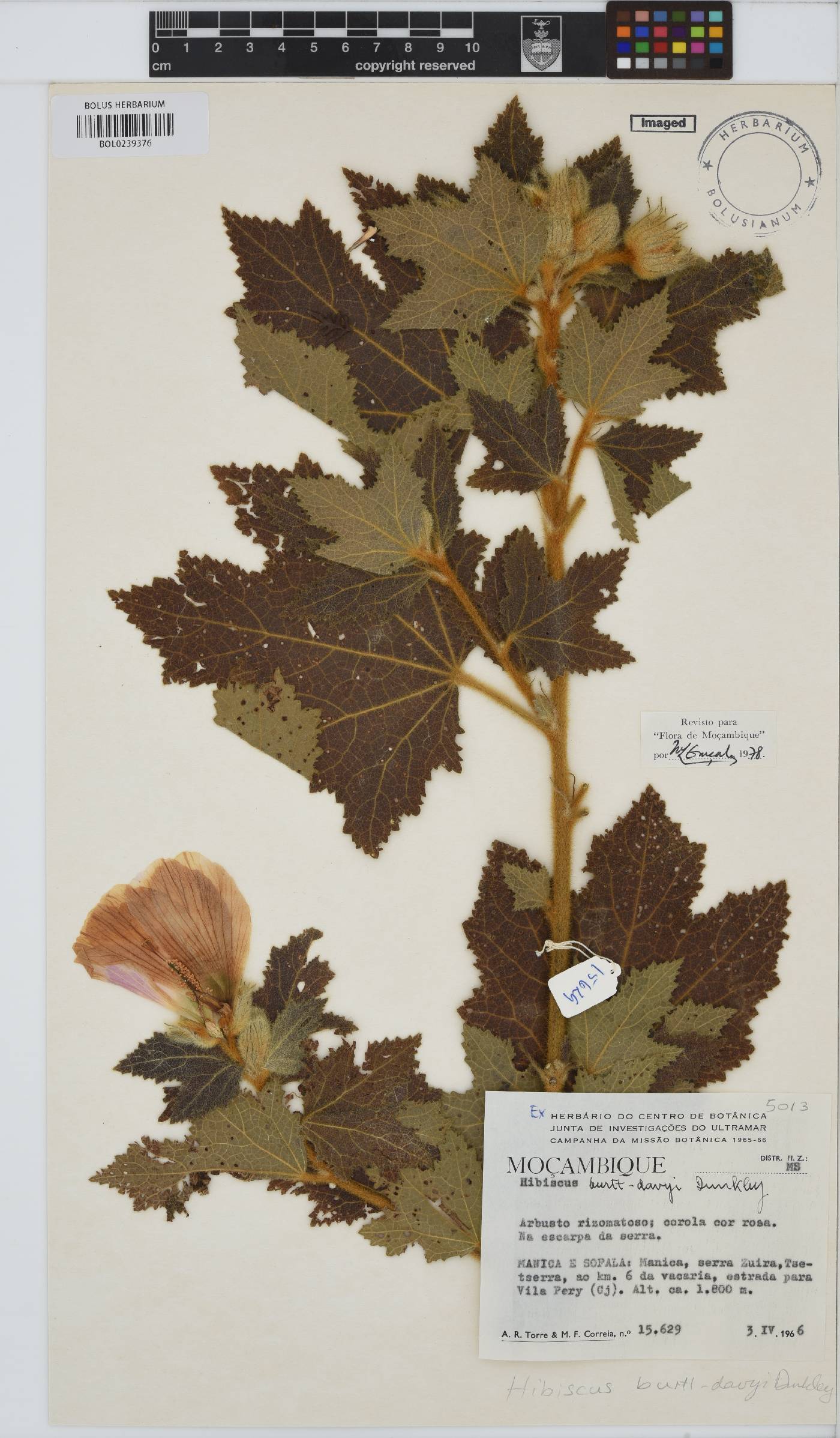 Hibiscus burtt-davyi image