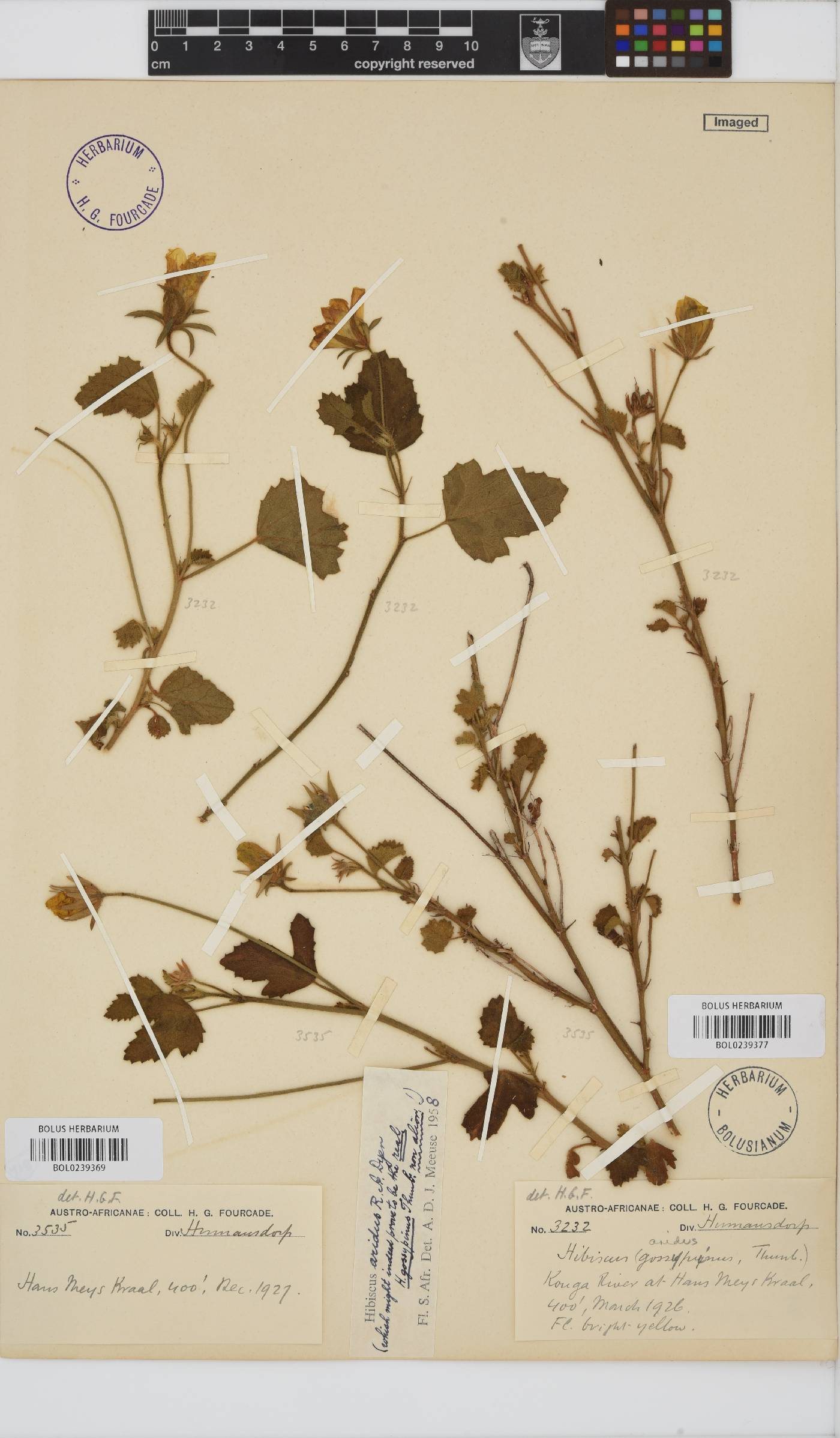 Hibiscus aridus image