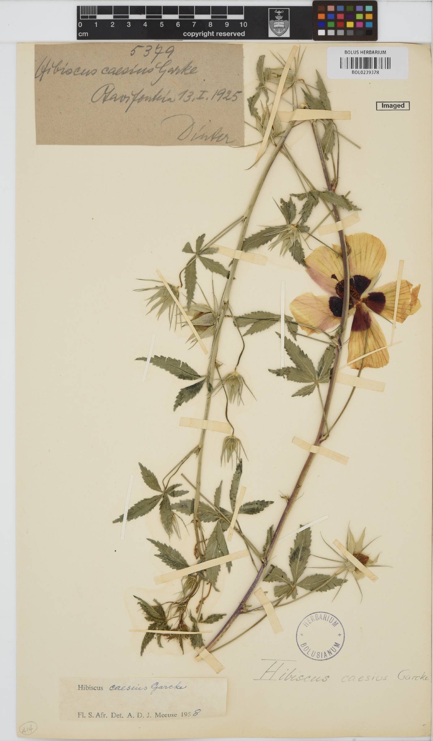 Hibiscus caesius image