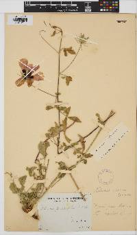 Hibiscus caesius image