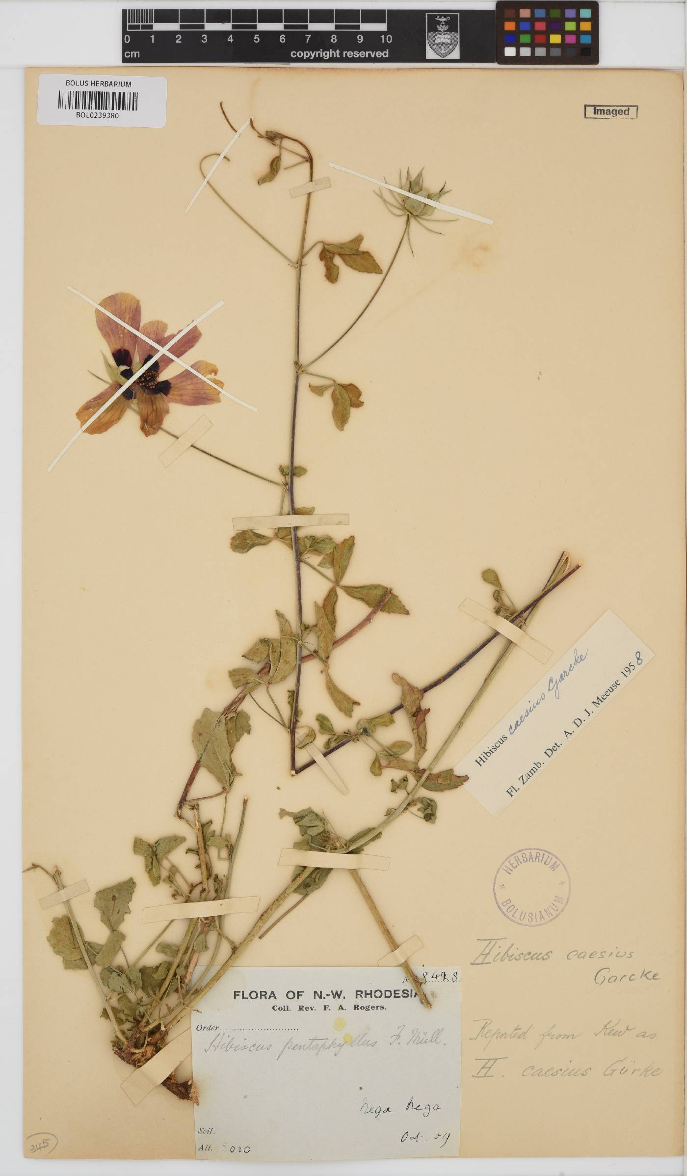 Hibiscus caesius image