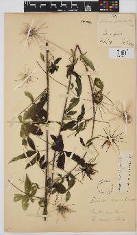 Hibiscus caesius image