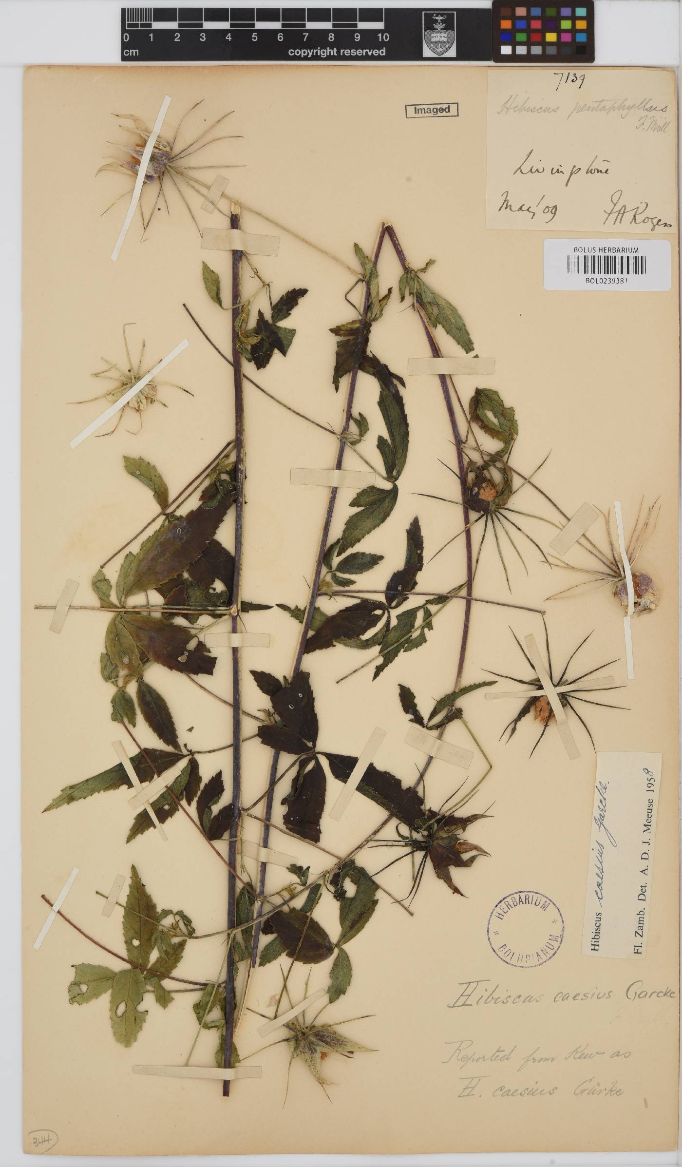 Hibiscus caesius image
