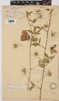 Hibiscus caesius image