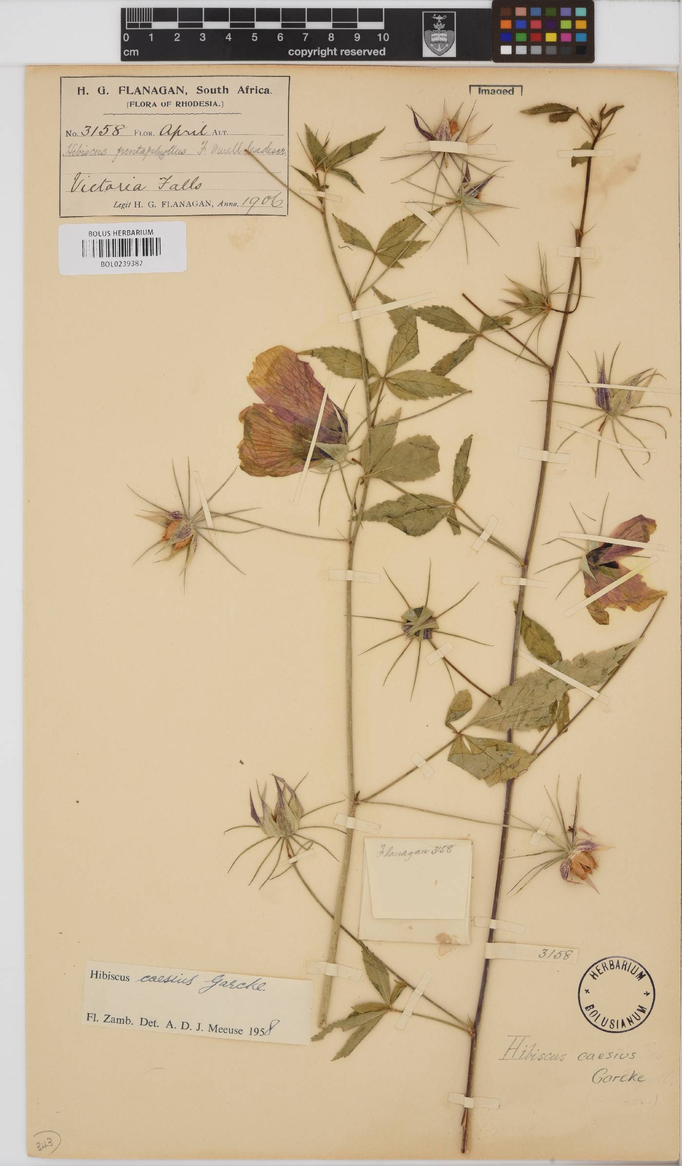 Hibiscus caesius image