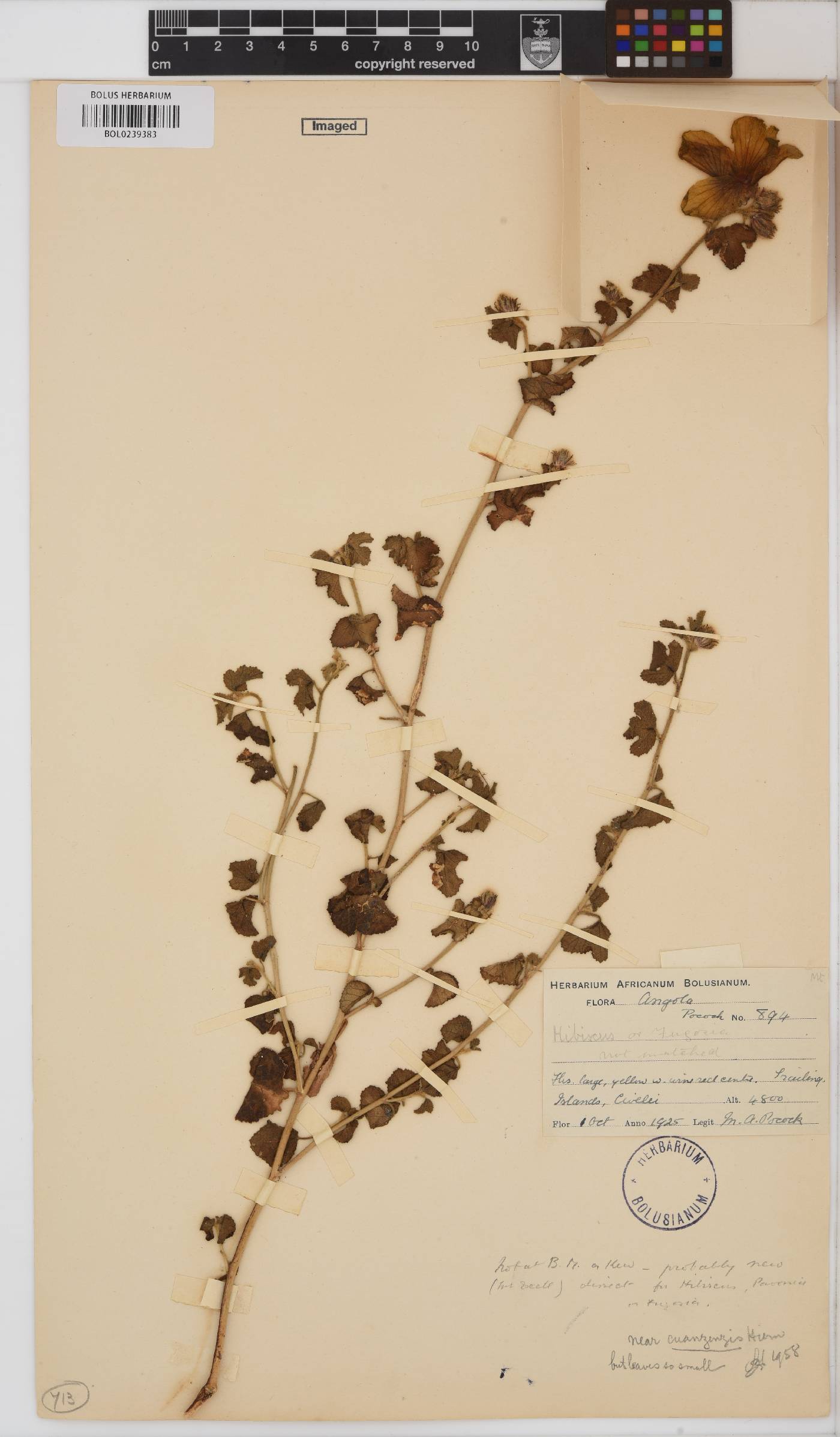 Hibiscus cuanzensis image