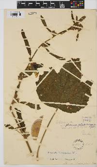 Hibiscus cuanzensis image