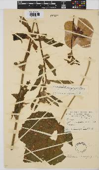 Hibiscus cuanzensis image