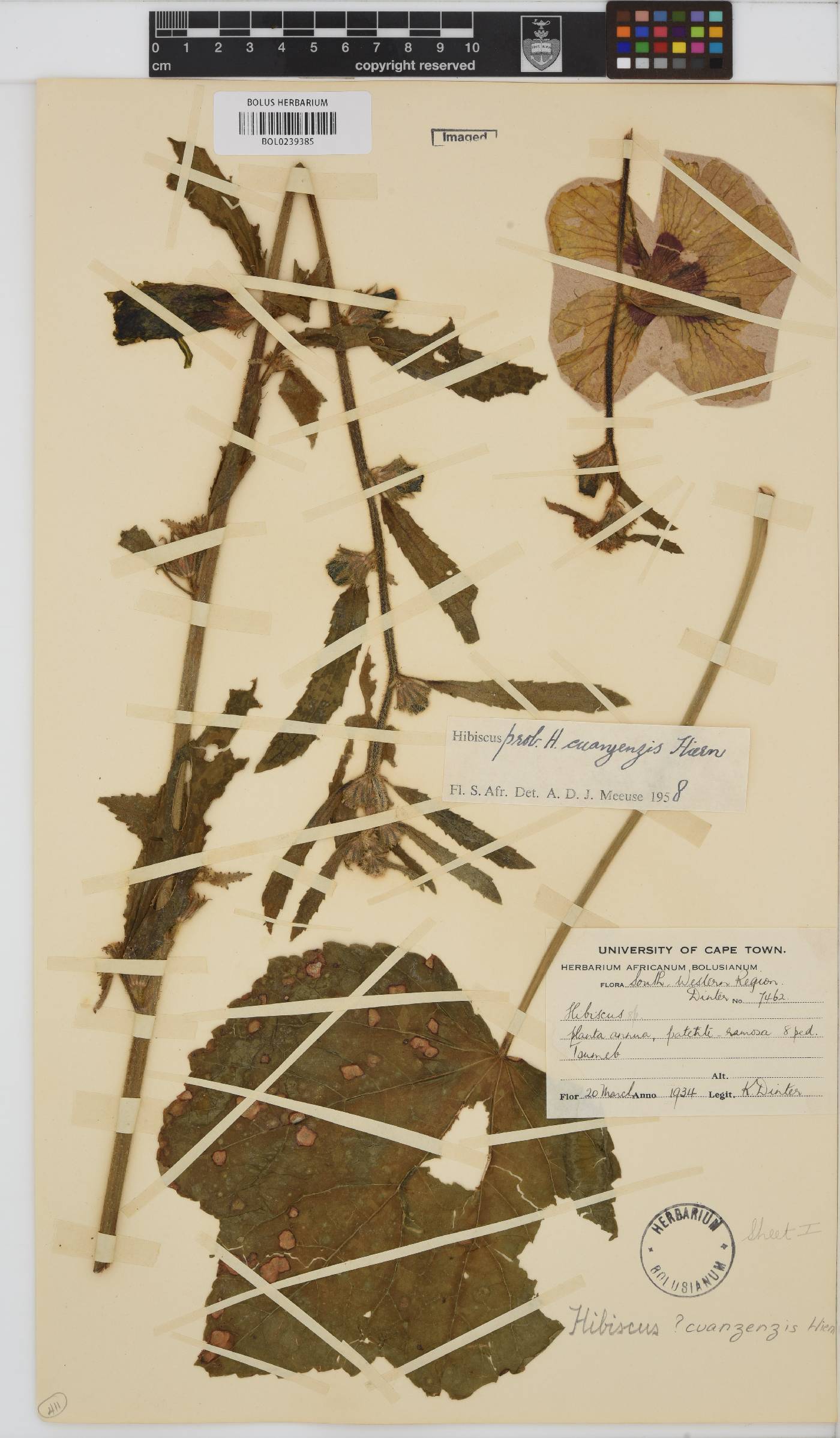 Hibiscus cuanzensis image