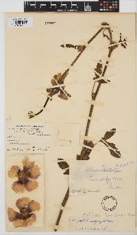 Hibiscus cuanzensis image