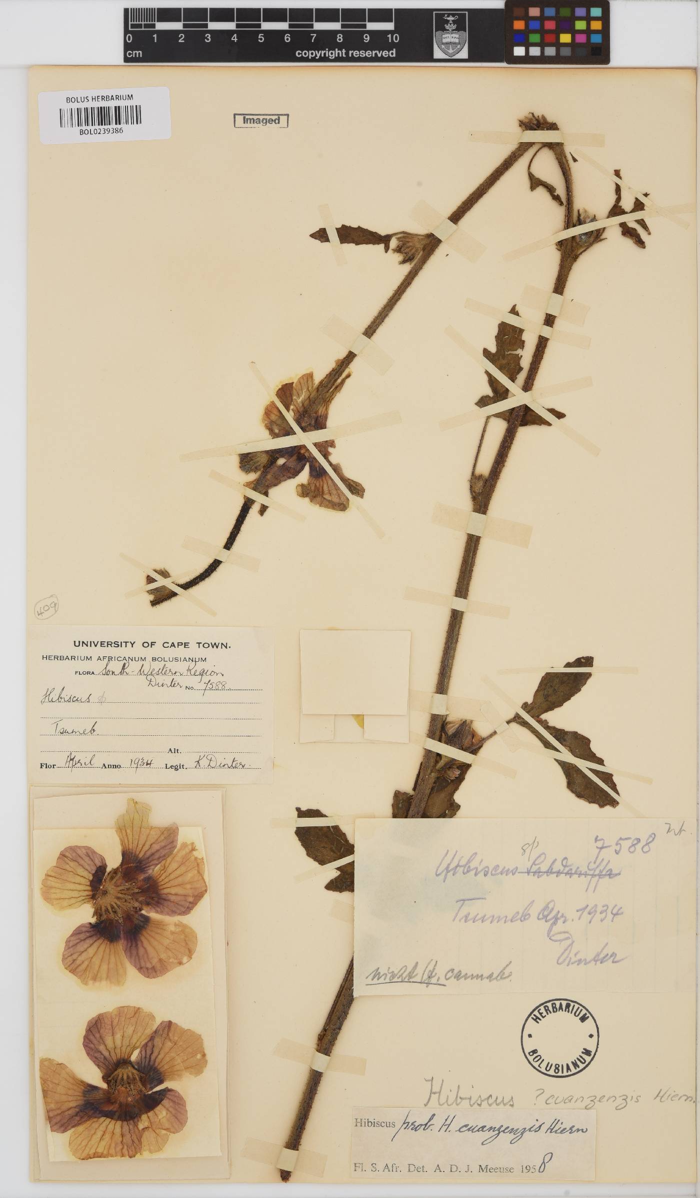 Hibiscus cuanzensis image