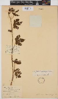 Hibiscus cuanzensis image