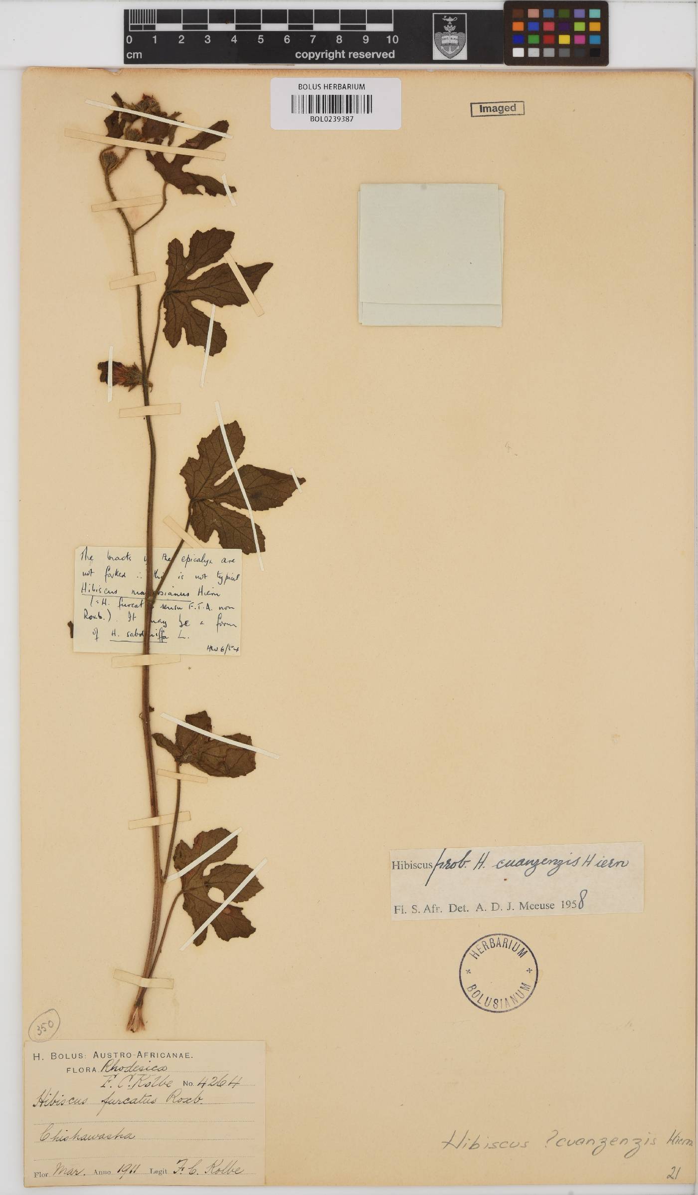 Hibiscus cuanzensis image