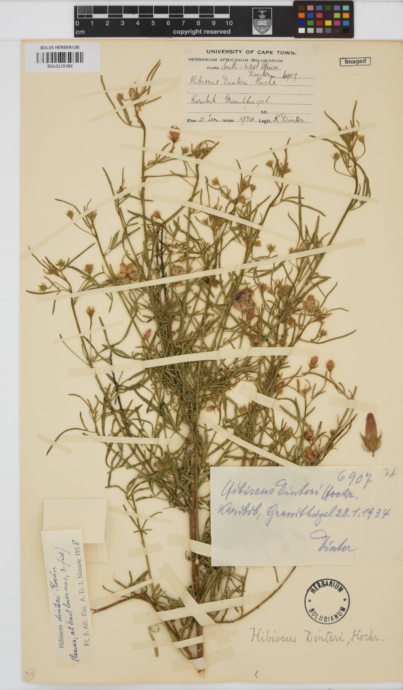 Hibiscus dinteri image