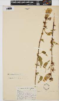 Hibiscus dongolensis image