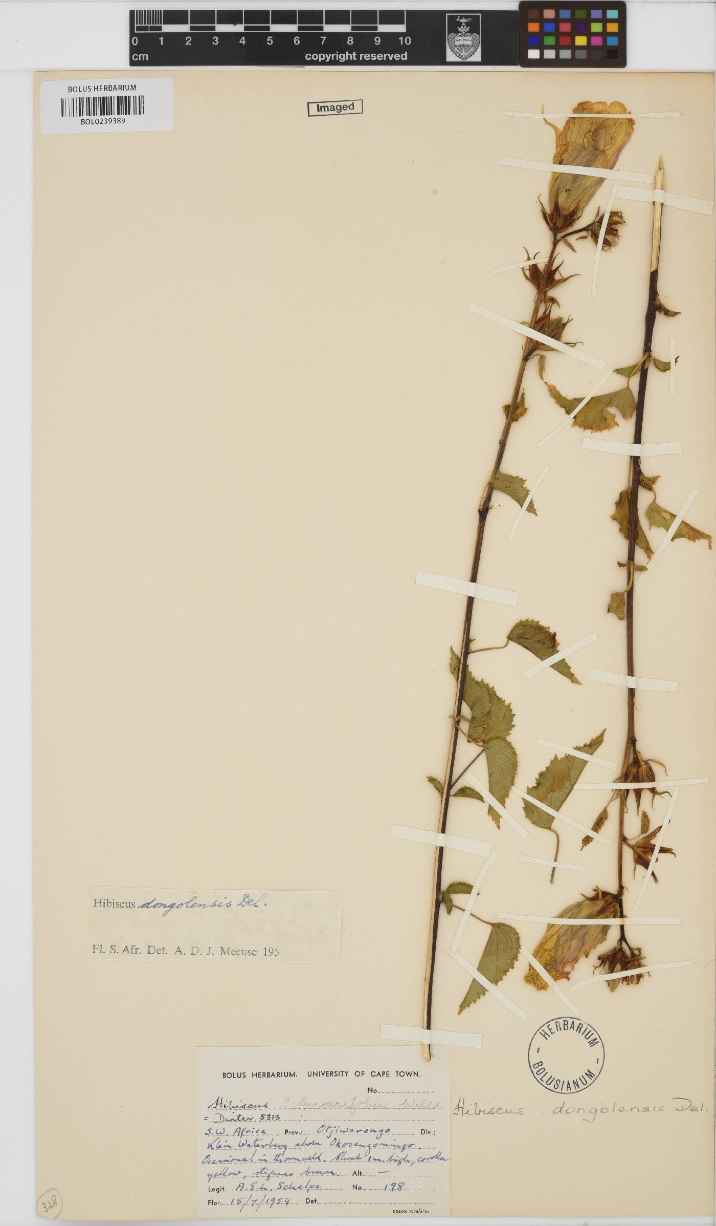 Hibiscus dongolensis image