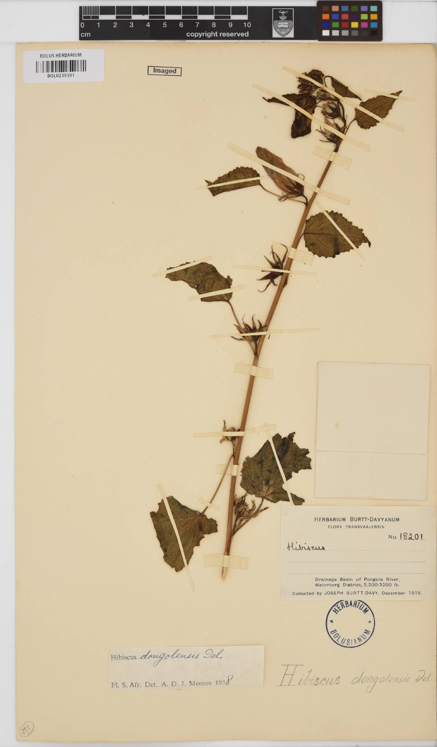 Hibiscus dongolensis image