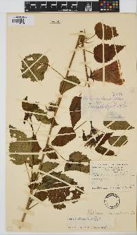 Hibiscus dongolensis image