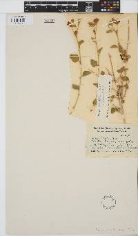 Hibiscus elliottiae image