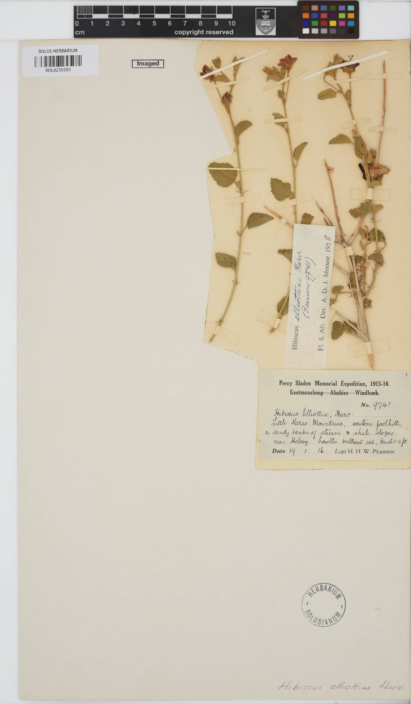 Hibiscus elliottiae image