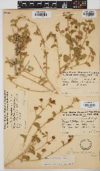 Hibiscus elliottiae image