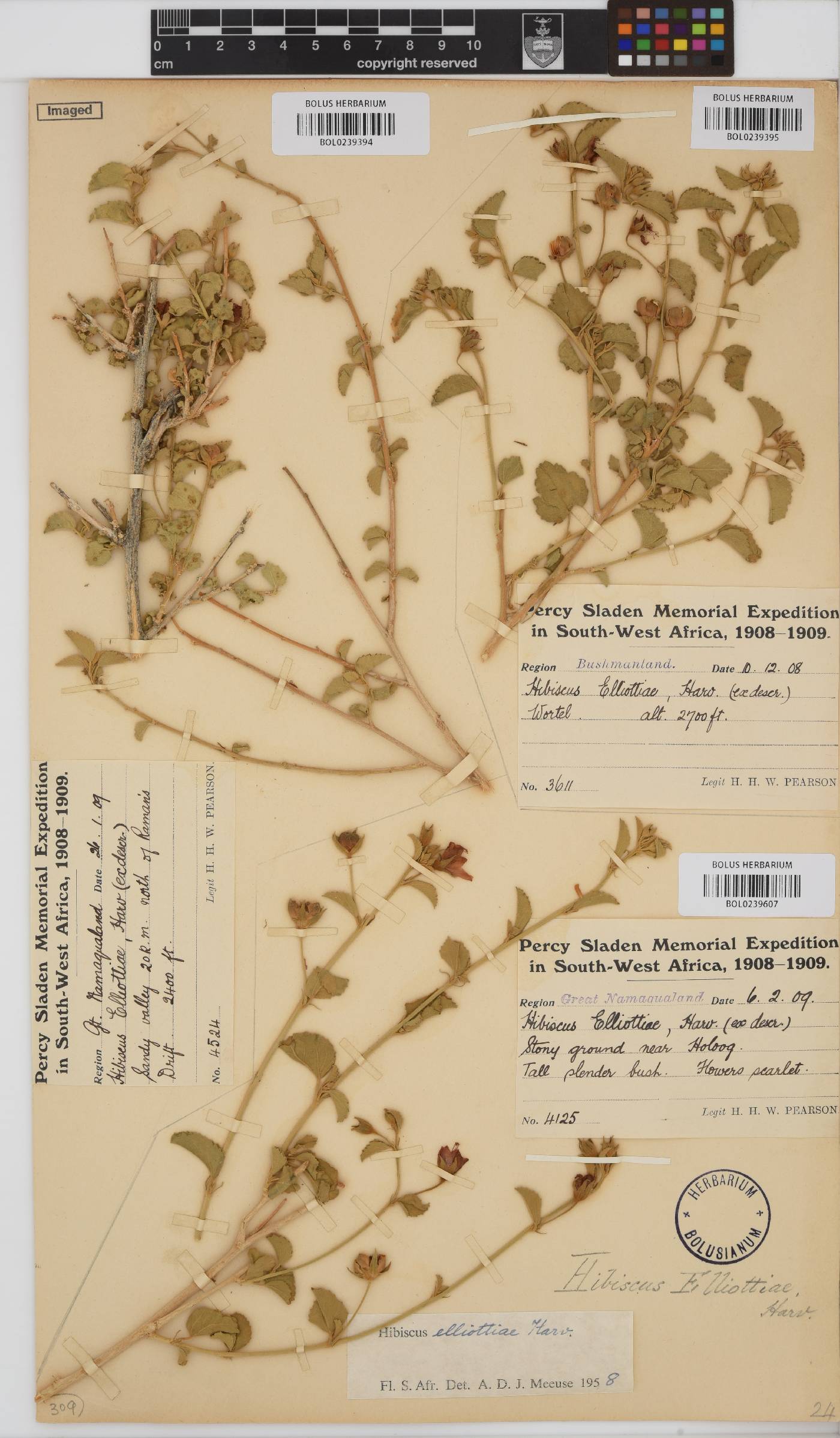 Hibiscus elliottiae image