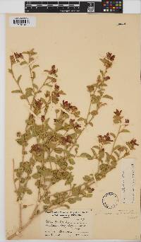 Hibiscus elliottiae image