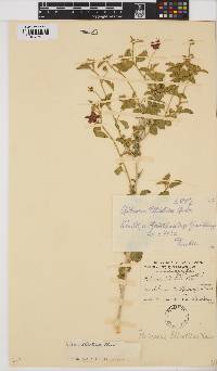 Hibiscus elliottiae image
