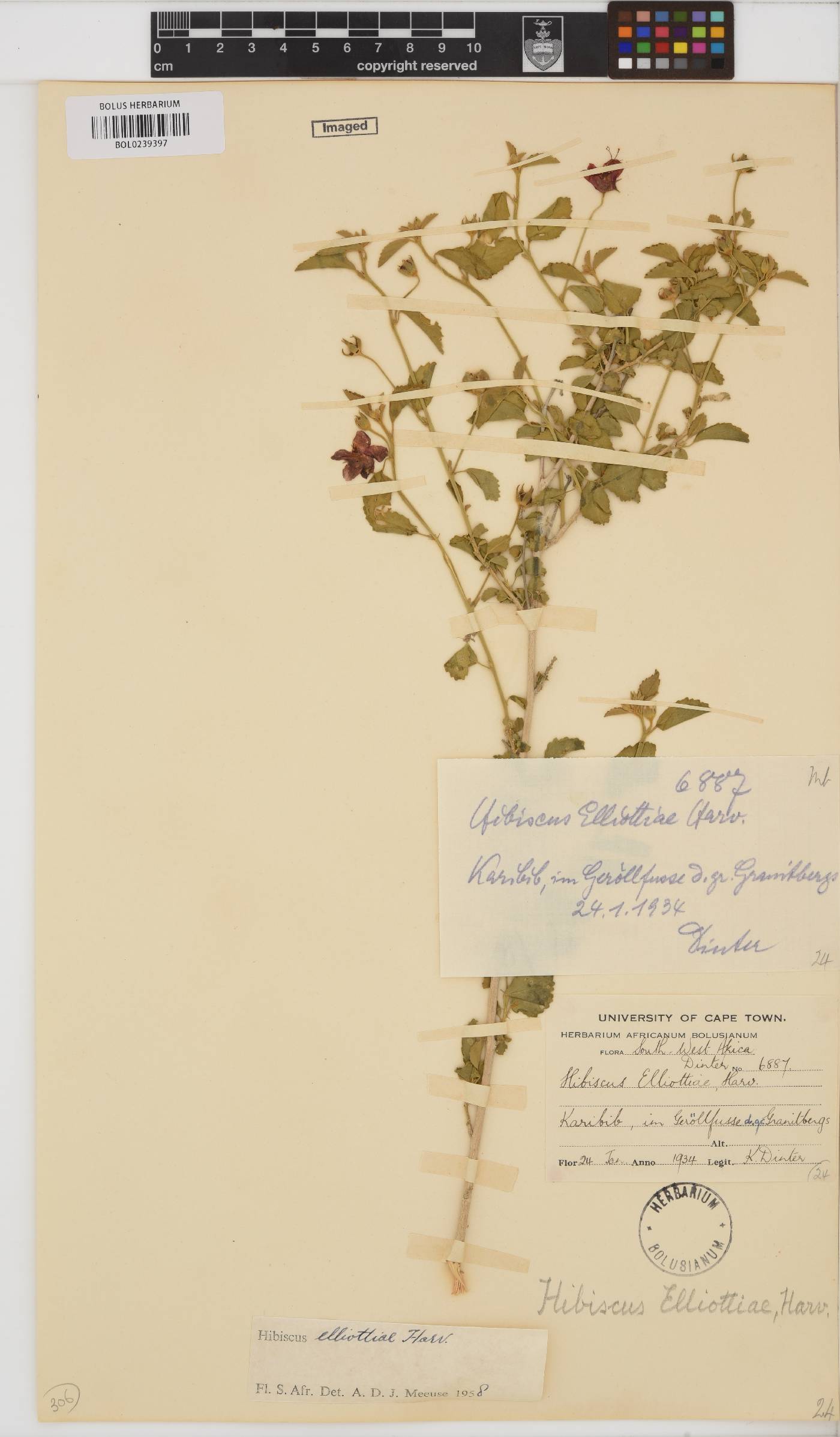 Hibiscus elliottiae image