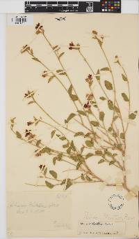 Hibiscus elliottiae image